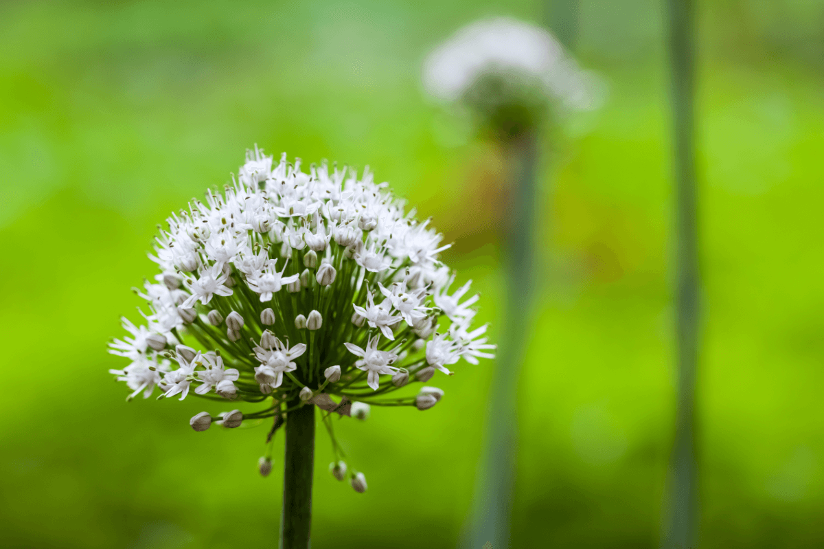 Manneskraft aus der Natur – Entdecke die sieben besten natürlichen Potenzmittel